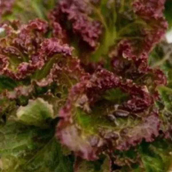 Lettuce Biscia Salad Bowl Vegetable Seeds